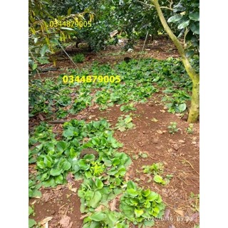 bột sa cương (bột xá kén, bột sa khương, bột địa liền) 500g
