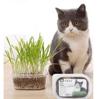 Hạt giống cỏ mèo cao cấp 100gr