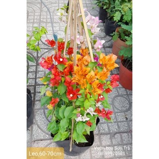 Cây bông giấy thái , leo, đang hoa.