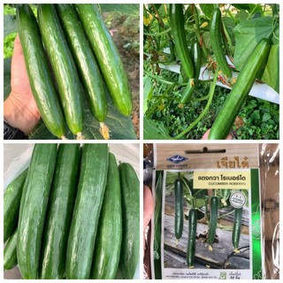 [Hạt giống F1] Hạt giống dưa chuột giống Nhật hạt nép( ít gai- Thái Lan)_ Date mới, nảy 99%