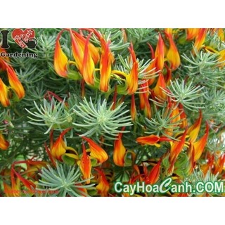 hoa mỏ vẹt ( phượng hoàng lửa húc phượng)