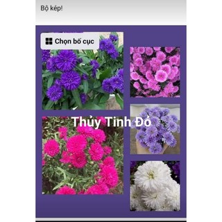 10 cây giống thạch thảo kép