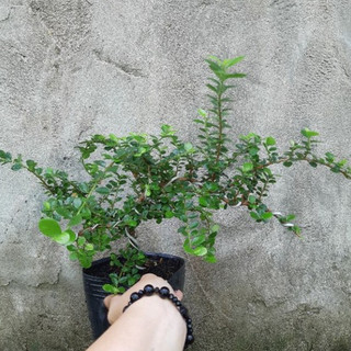 Cây sam trái bonsai