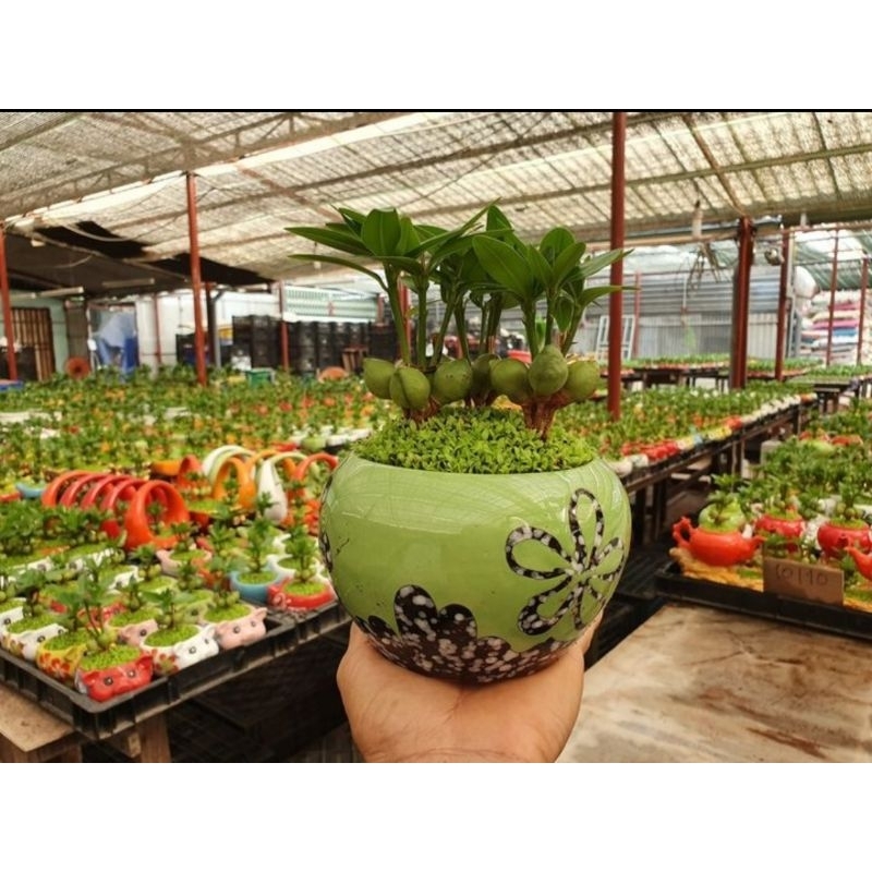 Chậu cây Tài Lộc may mắn phong thủy 3 thân / trang trí bàn làm việc