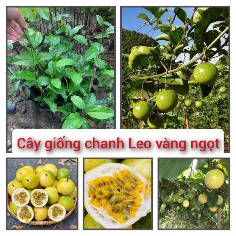 Cây giống chanh leo vàng ngọt Đài Loan F1, cho quả sau 6 tháng trồng