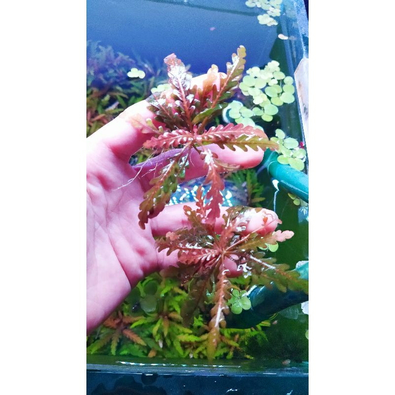 Cây liễu răng cưa full lá nước