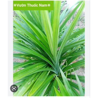 ##1kg Lá dứa nếp thơm .............