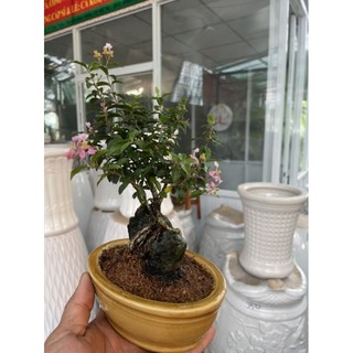 Hồng ngọc mai bonsai ôm đá