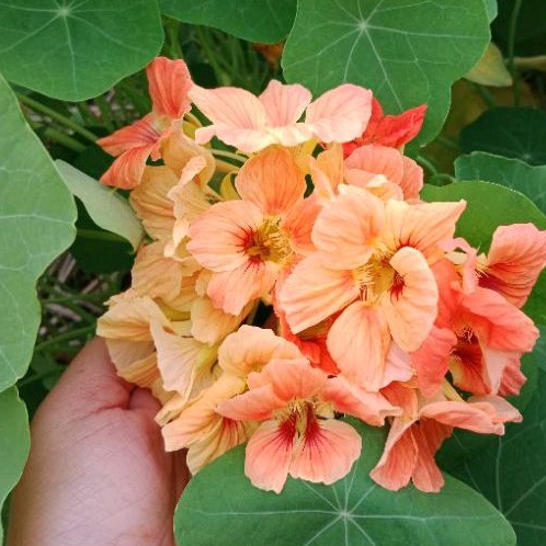 HẠT GIỐNG SEN CẠN ANH ĐÀO PEACHY