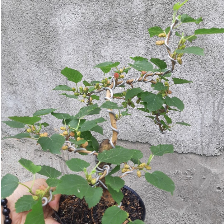 Dâu tằm bonsai SIÊU TRÁI KÈM CHẬU