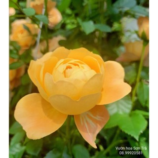 HOA HỒNG TEZZA CAM CÁ HỒI, chậu lớn, đang hoa.