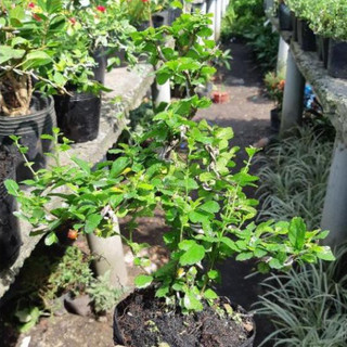 Cây trà phúc kiến bonsai mini