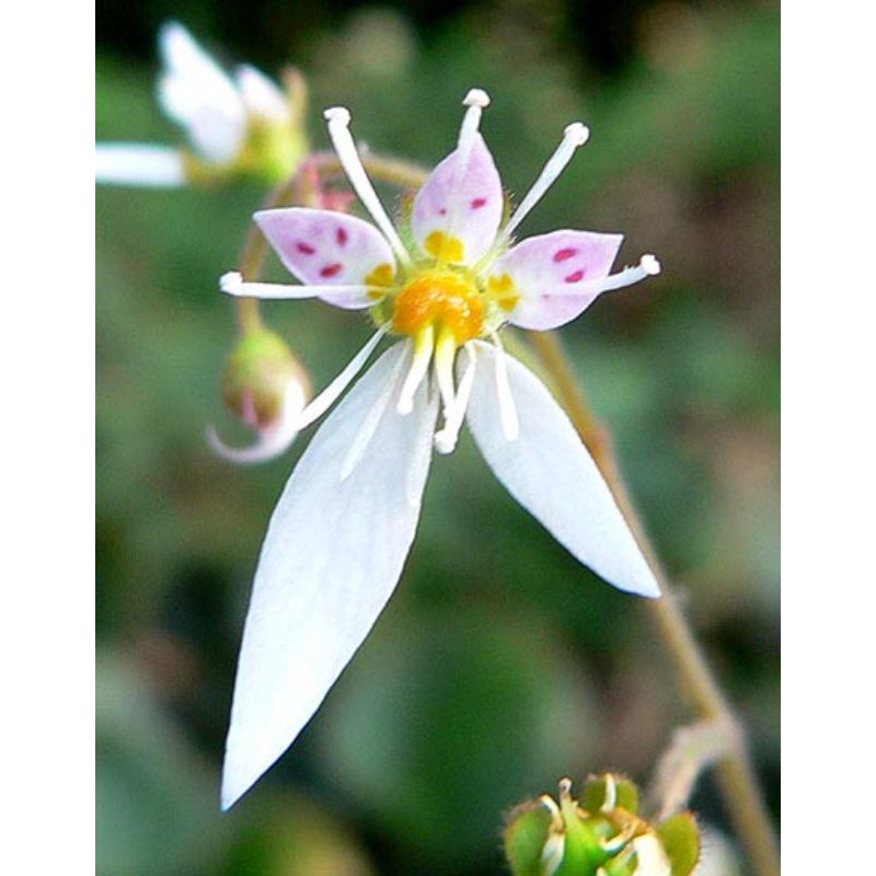 Cây Tai hùm, Saxifraga stolonifera, Strawberry Begonia,chuông san hô Việt thích hợp bán cạn, tiểu cảnh