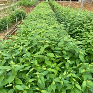 Mai anh đào cây giống mai anh đào Măng Đen dễ trồng ra hoa đẹp