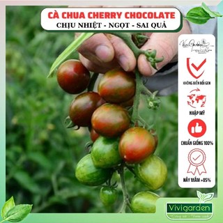 Hạt giống cà chua trái cây Cherry Socola (Chocolate) giống hữu cơ siêu trái, ngon ngọt nhập Mỹ chịu nhiệt rất tốt