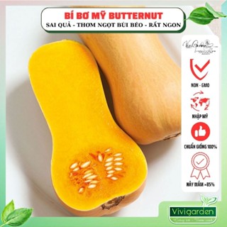 Hạt giống Bí Bơ (Bí Đậu) Mỹ BUTTERNUT, siêu ngon, ngọt dẻo thơm, sai quả dễ trồng chịu nhiệt tốt giống Mỹ Johnny Seeds