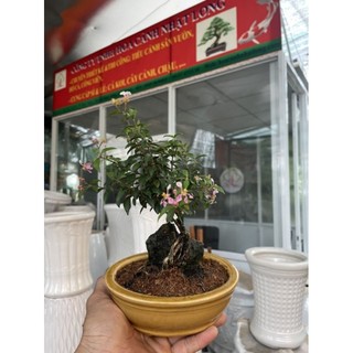 Hồng ngọc mai bonsai ôm đá