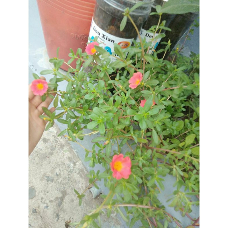 10 nhánh tươi hoa mười giờ