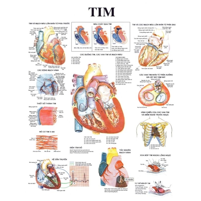 Tranh Giải Phẫu Tim