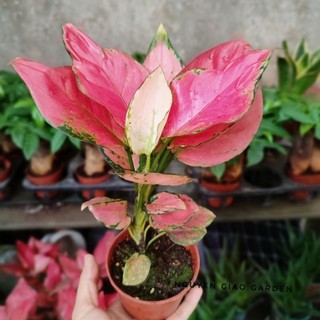 Cây vạn lộc đỏ chậu nhựa để bàn dễ chăm sóc