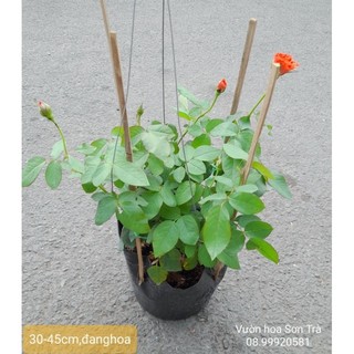 (VHST - GIAO 1-5H) Cây HOA HỒNG PHÁP, đỏ cam, đang hoa.