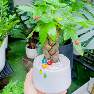 Kim ngân thắt bím lớn MIX CHẬU