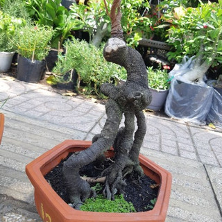 Chậu Phôi khế quái BONSAI