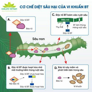 Chế phẩm Bio-B phòng trừ côn trùng và sùng đất rệp sáp