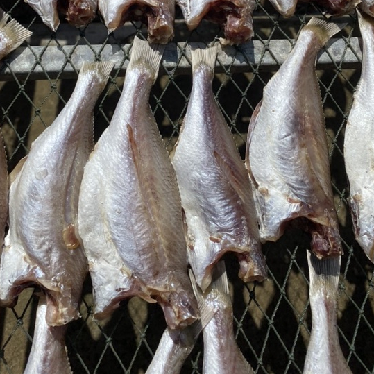 Khô cá đù 10-14 con/kg không mặn