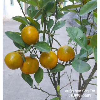 (Quận 8 - GIAO 1-3H) Cây TẮC/QUẤT/HẠNH, đang trái, nhiều size.