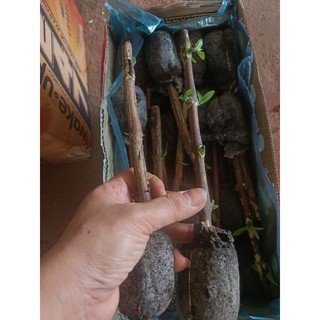Cây giống hoàn ngọc (Đơn 5 Cây Giống)