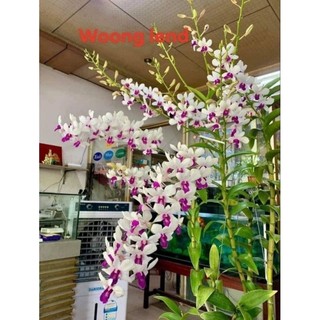 Hoa Lan Dendro 5ct quốc dân hoa thơm, chậu cây trưởng thành, nhiều thân.