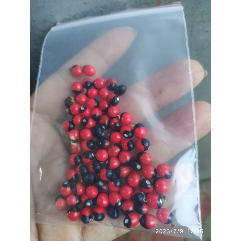 gói 50 hạt cam thảo dây