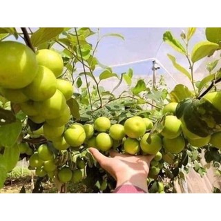 Combo 3 cây táo giống ngọt siêu quả
