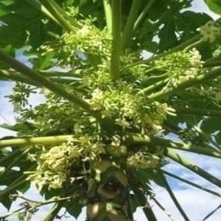 Gói 100 hạt giống hoa đu đủ đực