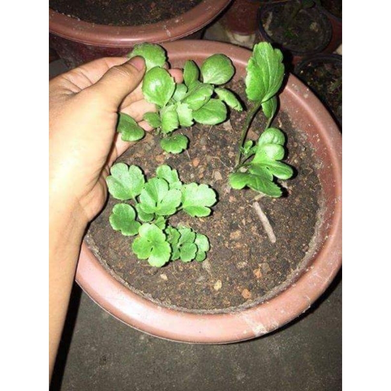 1 củ hoa mao lương