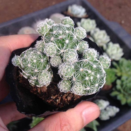 Xương rồng Trứng Chim  - Size Bầu_GreenLife