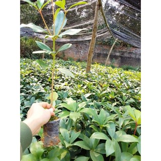 10 Cây hoa hồi  giống (Combo 10 cây)