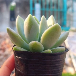 Sen đá Sỏi Xanh - Hư 1 đổi 1- Cây cảnh trang trí- HOA ĐÁ shop