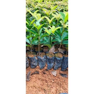 combo 5 caygiong Mộc hương  hoa thơm nức