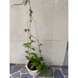 Cẩm cù mindorensis các màu trưởng thành sắp hoa