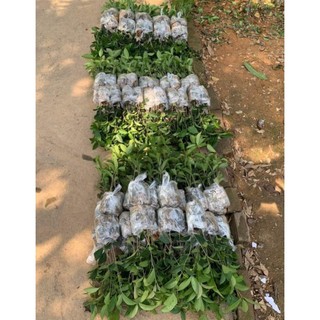cây mộc hương giống (mộc ta hoa vàng)