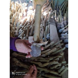 Chè khổng lồ nuôi bò dê heo (Đơn 15 Cây Giống đã ươm mầm)
