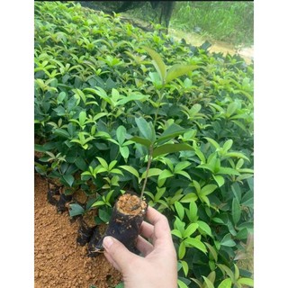 cây mộc hương giống (mộc ta hoa vàng)