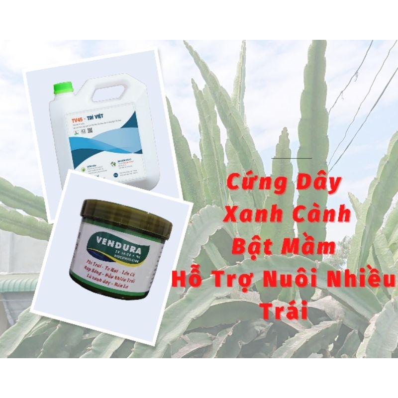 TRÍ VIỆT DƯỠNG CÀNH - NUÔI NHIỀU TRÁI