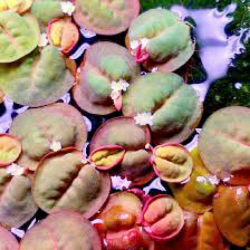 30 cây Bèo Rễ Đỏ