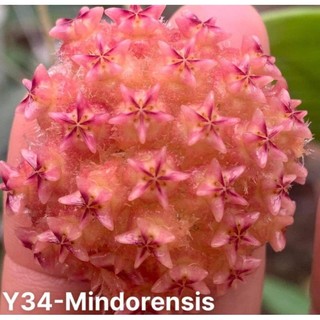 Cẩm cù mindorensis các màu trưởng thành sắp hoa
