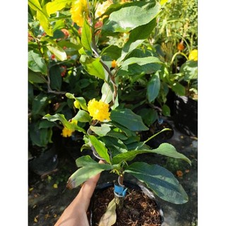 Mai cúc tứ long (cao 30 - 50cm)