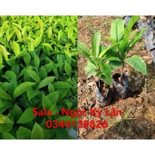 Cây giống sala - ngọc kỳ lân