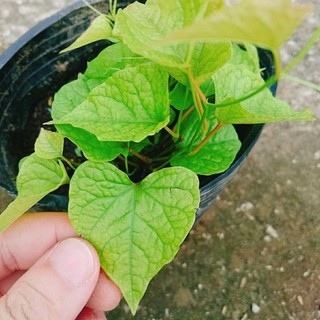Cây Hoa Tigon Trắng